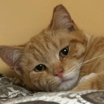 Domestic Short Hair Cats Available for Adoption - Amaretto | PetCurious