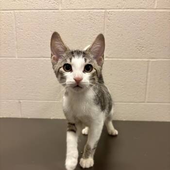 Yoshi CS-298/26 -  Domestic Short Hair Cat for Adoption in Burlington, Ontario - Yoshi CS-298/26 | PetCurious