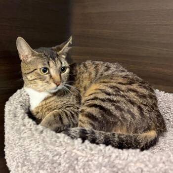 Domestic Short Hair Cats Available for Adoption in Buffalo, New York - Piragua | PetCurious