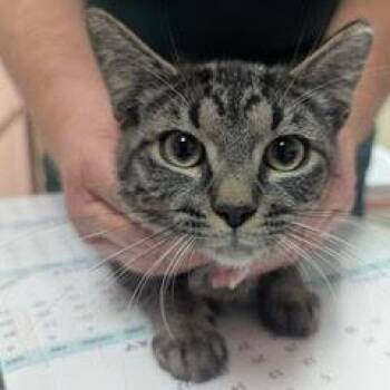Rescue Tabby Cats for Adoption in Green Valley, Arizona - Miss Meowlet | PetCurious