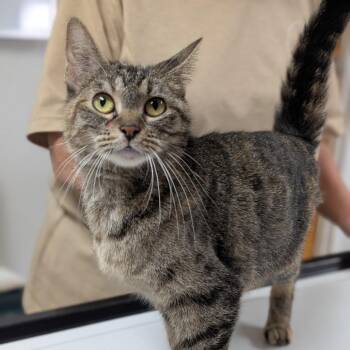 Molly -  Domestic Short Hair Cat for Adoption in Canton, Illinois - Molly | PetCurious