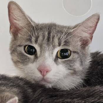 Domestic Short Hair Cats Available for Adoption in Evansville, Indiana - Mary | PetCurious