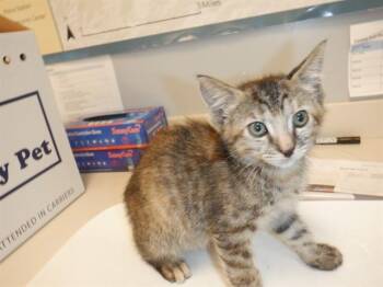 LILY -  Domestic Short Hair Cat for Adoption in San Jose, California - LILY | PetCurious
