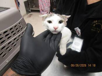 Fiona (632) -  Domestic Short Hair Cat for Adoption in Marietta, Georgia - Fiona (632) | PetCurious