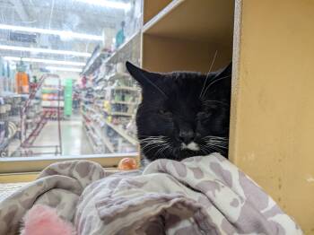 Sir -  Domestic Short Hair Cat for Adoption in Worcester, Massachusetts - Sir | PetCurious