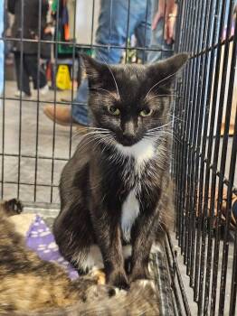Scarlet -  Domestic Short Hair Cat for Adoption in St. Cloud, Minnesota - Scarlet | PetCurious