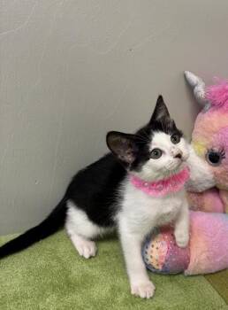Magnolia -  Domestic Short Hair Cat for Adoption in Picayune, Mississippi - Magnolia | PetCurious