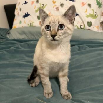 Transmission (Mister T) -  Domestic Short Hair Cat for Adoption in Beulaville, North Carolina - Transmission (Mister T) | PetCurious