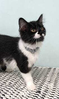Cacao -  Domestic Medium Hair Cat for Adoption in Homer Glen, Illinois - Cacao | PetCurious