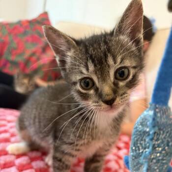 Fearless Fiona 14 -  Domestic Short Hair Cat for Adoption in Austin, Texas - Fearless Fiona 14 | PetCurious