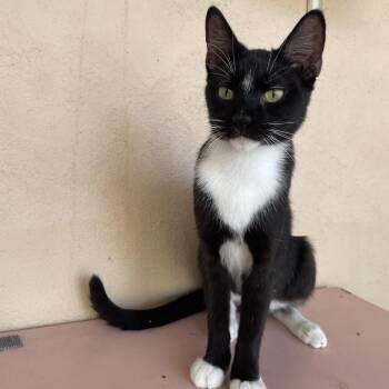 Diamante -  Domestic Short Hair Cat for Adoption in Laredo, Texas - Diamante | PetCurious