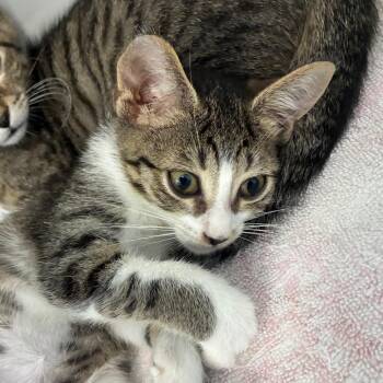 Spool -  Domestic Medium Hair Cat for Adoption in Greensboro, North Carolina - Spool | PetCurious