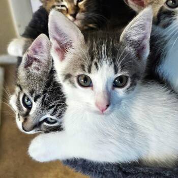 Domestic Short Hair Cats Available for Adoption in St. Cloud, Florida - Rose | PetCurious