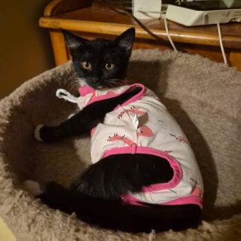 Patty -  Domestic Short Hair Cat for Adoption in Fayetteville, Georgia - Patty | PetCurious