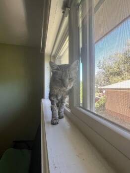 Kinley -  Domestic Medium Hair Cat for Adoption in Denver, Colorado - Kinley | PetCurious
