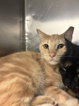 Snuggles -  Domestic Short Hair Cat for Adoption in Marietta, Georgia - Snuggles | PetCurious