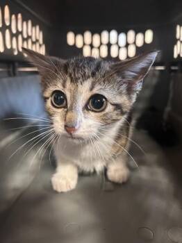 YEARLY -  Domestic Short Hair Cat for Adoption in Louisville, Kentucky - YEARLY | PetCurious