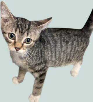 Rescue Domestic Short Hair Cats for Adoption in New Castle, Indiana - Rey | PetCurious