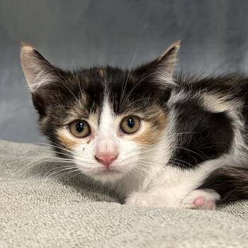 12. Agatha Roswell -  Domestic Short Hair Cat for Adoption in Denver, Colorado - 12. Agatha Roswell | PetCurious