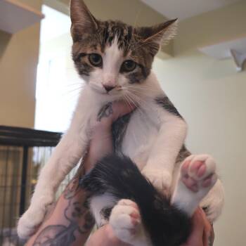 Radar -  Domestic Short Hair Cat for Adoption in Saint Charles, Missouri - Radar | PetCurious