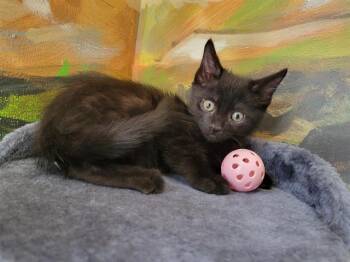 Rescue Domestic Short Hair Cats for Adoption in Santa Clara, California - PINKACHU | PetCurious