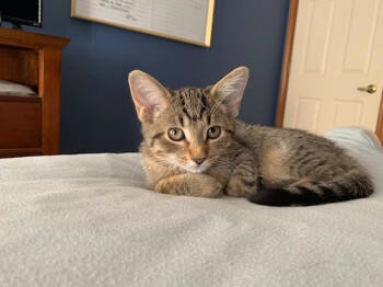 Rescue Domestic Short Hair and Tabby Cats for Adoption in Northfield, Ohio - THUMBELINA | PetCurious