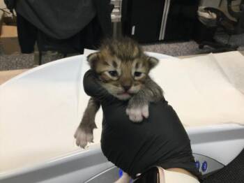 A1920561 -  Domestic Short Hair Cat for Adoption in Thousand Palms, California - A1920561 | PetCurious