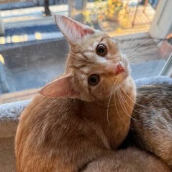 Rescue Domestic Short Hair Cats for Adoption in Delaware, Ohio - Bo Peep | PetCurious