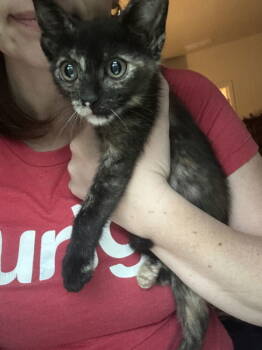 Rescue Tortoiseshell and Domestic Short Hair Cats for Adoption in Ball Ground, Georgia - Betty Lou | PetCurious
