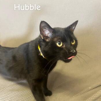 Domestic Short Hair Cats Available for Adoption in Buffalo, Minnesota - Hubble *Meet Me At Lakeville Petsmart* | PetCurious