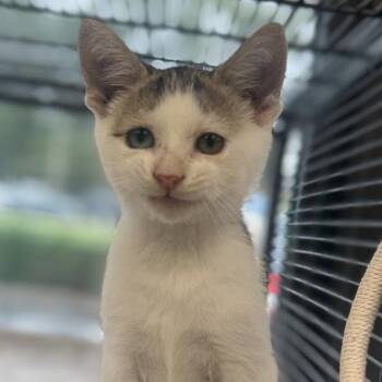 Zig Zag -  Domestic Short Hair Cat for Adoption in Chesapeake, Virginia - Zig Zag | PetCurious