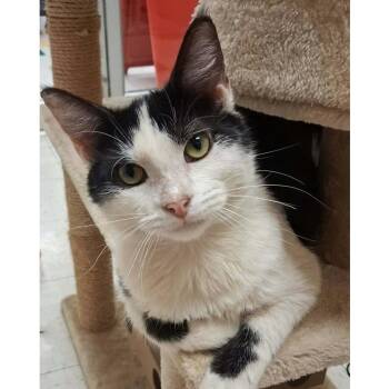 Polites -  Domestic Short Hair Cat for Adoption in Stoughton, Wisconsin - Polites | PetCurious