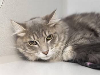 FLUFFY -  Domestic Medium Hair Cat for Adoption in Phoenix, Arizona - FLUFFY | PetCurious