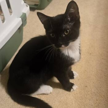 Rhett -  Domestic Short Hair Cat for Adoption in Roswell, Georgia - Rhett | PetCurious