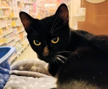 Dolly Parton -  Domestic Short Hair Cat for Adoption in Williamsburg, Virginia - Dolly Parton | PetCurious