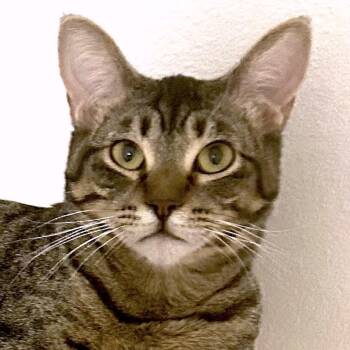 Roo -  Domestic Short Hair Cat for Adoption in San Diego, California - Roo | PetCurious