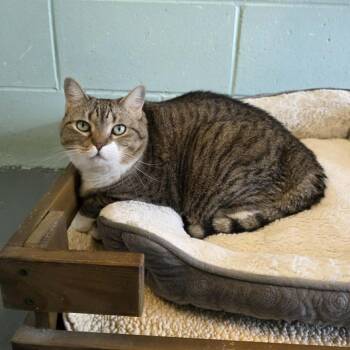 Domestic Short Hair Cats Available for Adoption - Rosie | PetCurious