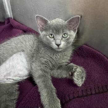 Putter -  Domestic Short Hair Cat Available for Adoption in Asheville, North Carolina - Putter | PetCurious