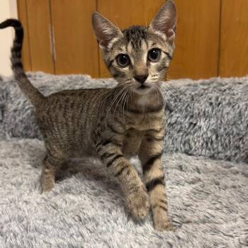 Domestic Short Hair Cats Available for Adoption in Graham, Washington - KELLY (bonded With Mango) | PetCurious