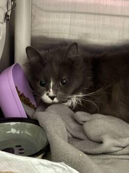 Lena -  Domestic Short Hair Cat for Adoption in Cincinnati, Ohio - Lena | PetCurious