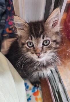 *ANABELLE -  Domestic Long Hair Cat for Adoption in Woodland, California - *ANABELLE | PetCurious