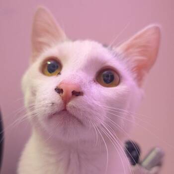 Domestic Short Hair Cats Available for Adoption in Marion, Illinois - Cuddle Bug | PetCurious