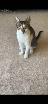 Rescue Domestic Short Hair Cats for Adoption in Warrington, Pennsylvania - Meredith | PetCurious