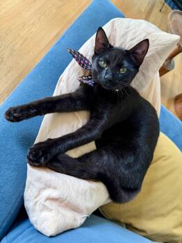 Moondancer - female ktten -  Domestic Short Hair Cat for Adoption in Los Altos, California - Moondancer - Female Ktten | PetCurious