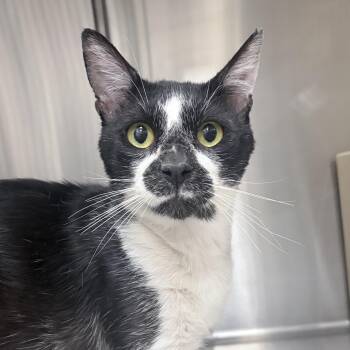 Gus -  Domestic Short Hair Cat for Adoption in Chandler, Arizona - Gus | PetCurious