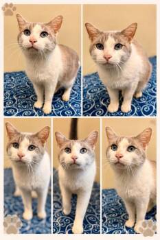 JJ -  Domestic Short Hair Cat for Adoption in Rensselaer, Indiana - JJ | PetCurious