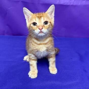 Mister Kitty -  Domestic Short Hair Cat for Adoption in North Myrtle Beach, South Carolina - Mister Kitty | PetCurious