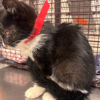 IVHS-Stray-141859 -  Domestic Short Hair Cat for Adoption in San Gabriel, California - IVHS-Stray-141859 | PetCurious
