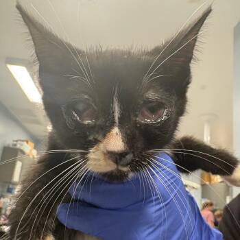 Talia -  Domestic Short Hair Cat for Adoption in Milton, Florida - Talia | PetCurious