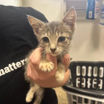 Burger -  Domestic Short Hair Cat for Adoption in Houston, Texas - Burger | PetCurious